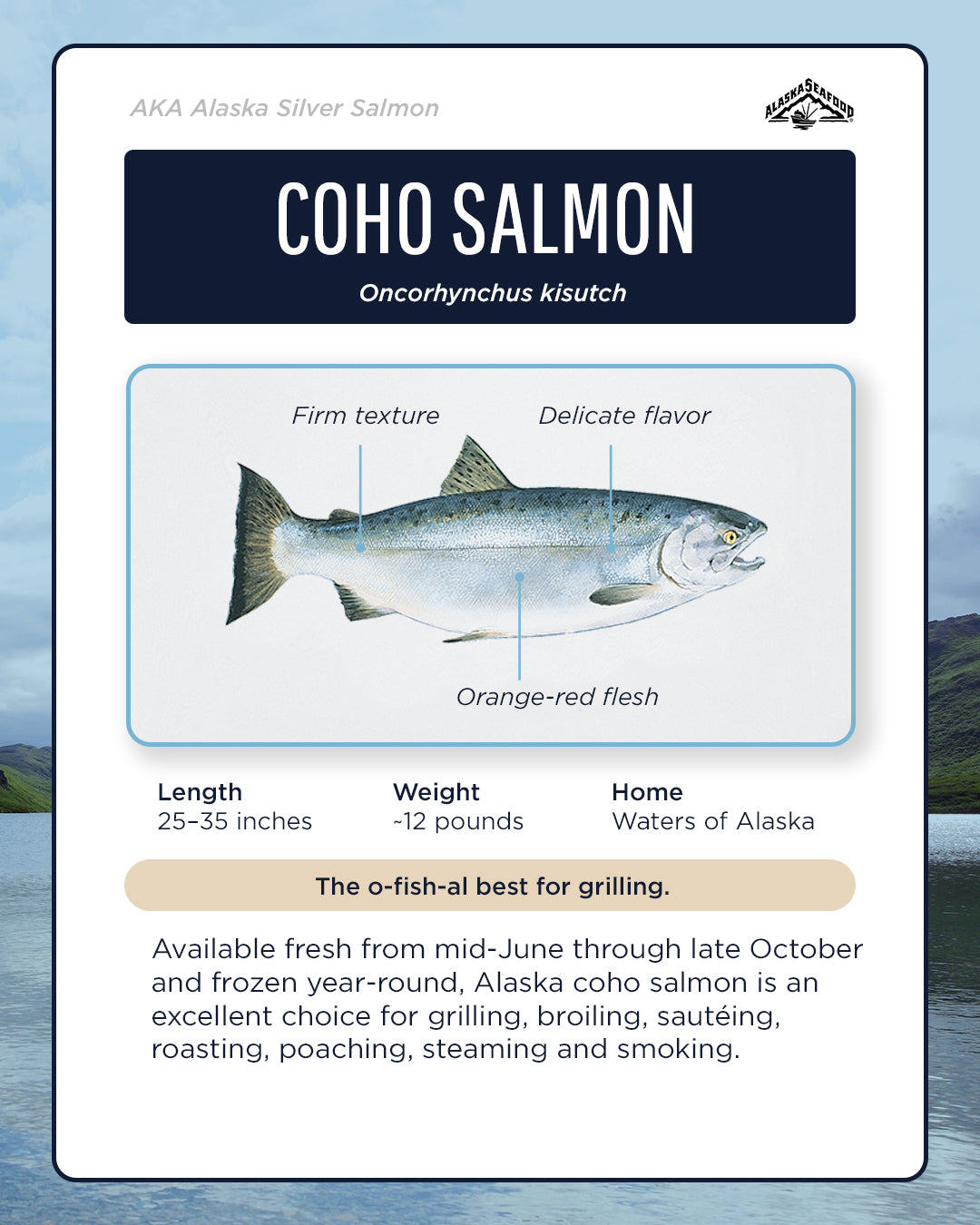 Coho Image Coho Identification