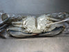 Soft-shell Blue Crabs (Market Pickup)